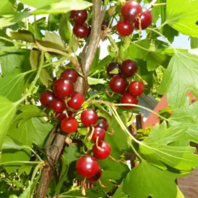 Смородина золотистая ВИШНЕВАЯ в Жлобине