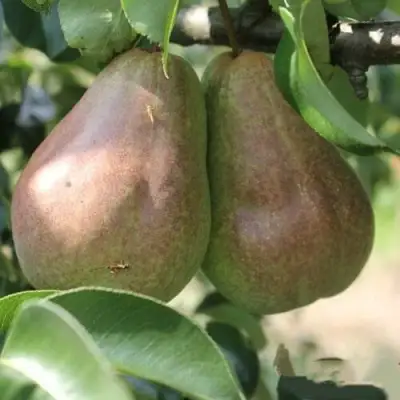 Груша БРЯНСКАЯ КРАСАВИЦА в Жлобине