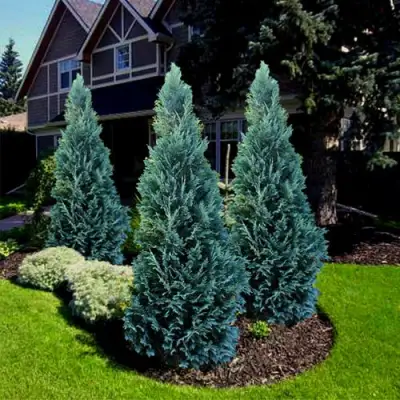 Кипарисовик ВАН ПЕЛЬТС БЛЮ лавсона в Жлобине