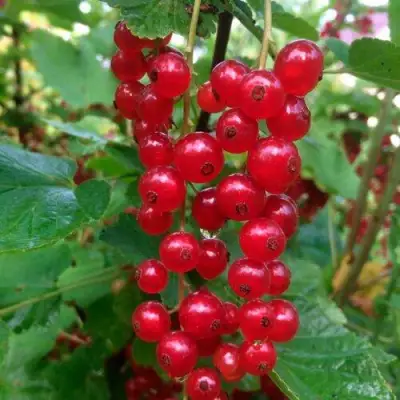 Смородина красная КОНСТАНТИНОВСКАЯ в Жлобине