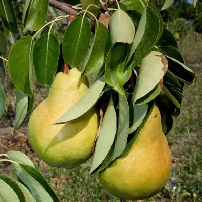 Груша ДЮШЕС ЛЕТНИЙ в Жлобине