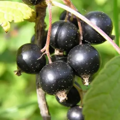 Смородина чёрная ПАМЯТЬ ВАВИЛОВА в Жлобине