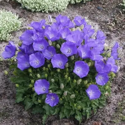 Колокольчик САНТА карпатский в Жлобине