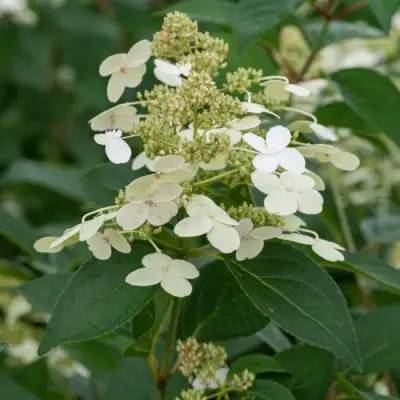 Гортензия ПРИМ ВАЙТ метельчатая в Жлобине