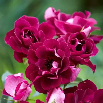 Роза БУРГУНДИ АЙС флорибунда в Жлобине