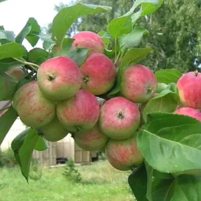Яблоня ГРУШОВКА МОСКОВСКАЯ в Жлобине