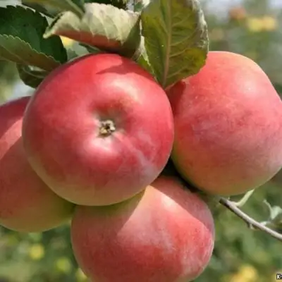 Яблоня ВЭМ-РОЗОВЫЙ в Жлобине