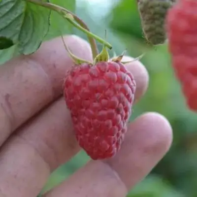 Малина КОРПИКО в Жлобине