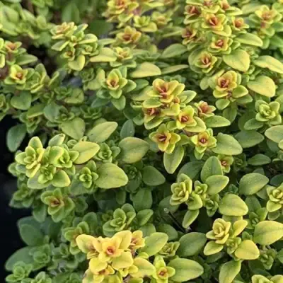 Тимьян АРЧЕРЗ ГОЛД в Жлобине