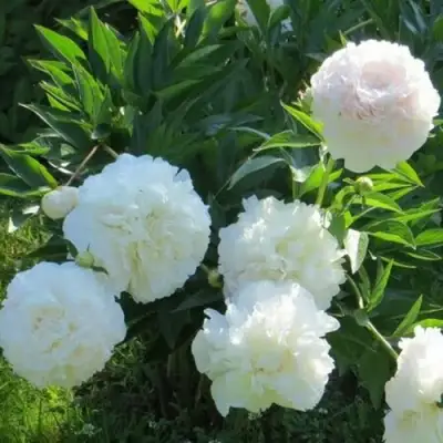 Пион МУН ОВЕР БАРРИНГТОН травянистый в Жлобине