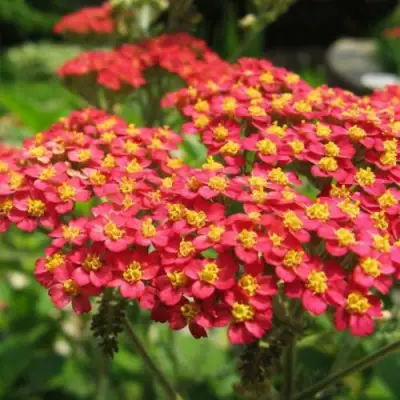 Тысячелистник ПАПРИКА обыкновенный в Жлобине