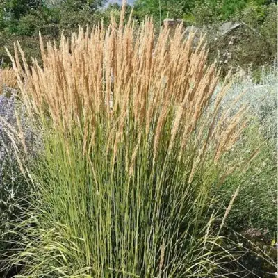 Вейник АВАЛАНШ остроцветковый в Жлобине