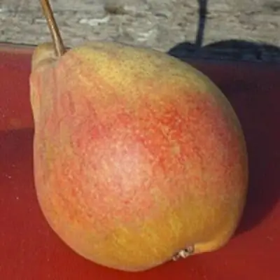 Груша ТАТЬЯНА в Жлобине