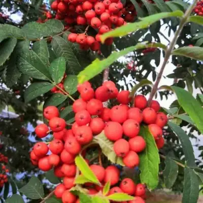 Рябина НЕВЕЖИНСКАЯ сладкоплодная в Жлобине