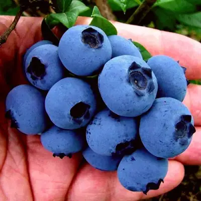 Голубика РЕКА в Жлобине