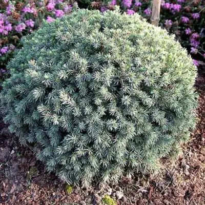 Ель ЭХИНИФОРМИС сизая в Жлобине