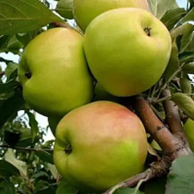 Яблоня БРАТ ЧУДНОГО стелющаяся в Жлобине