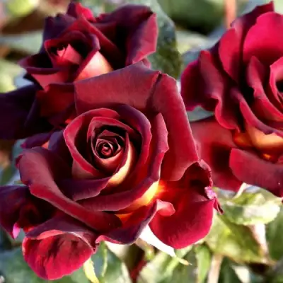 Роза ЭДДИ МИТЧЕЛЛ чайно-гибридная в Жлобине