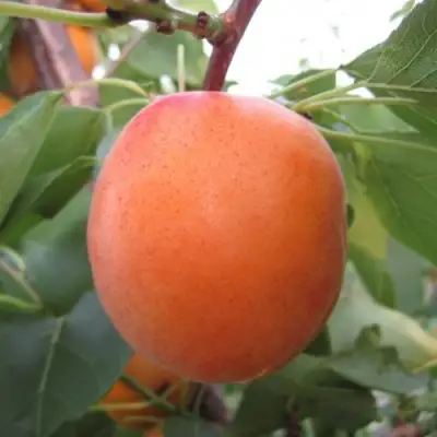 Абрикос ГОЛД РИЧ в Жлобине
