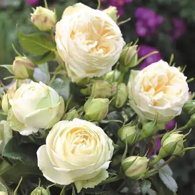 Роза ВЕНДИНГ ПИАНО чайно-гибридная в Жлобине