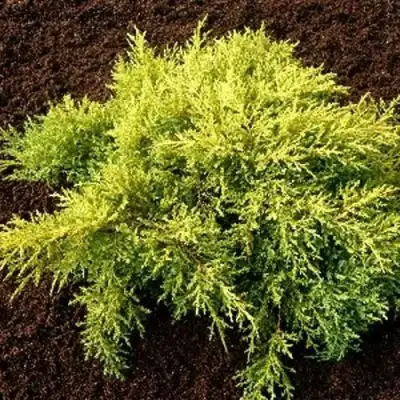 Можжевельник МОРДИГАН ГОЛД средний в Жлобине