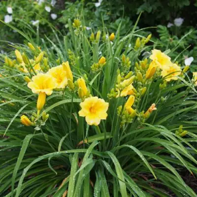 Лилейник СТЕЛЛА ДЕ ОРО гибридный в Жлобине