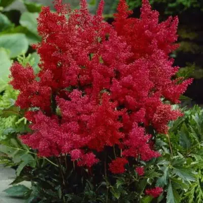 Астильба ГРАНАТ Арендса в Жлобине