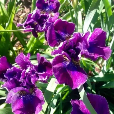 Ирис БАНДЛ ОВ ДЖОЙ сибирский в Жлобине