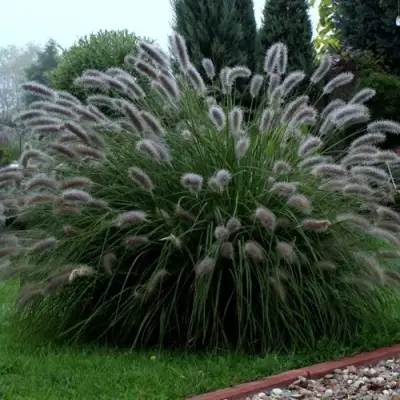 Пеннисетум ЛЕДИ Ю в Жлобине