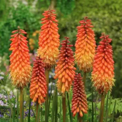 Книфофия АЛЬКАЗАР гибридная в Жлобине