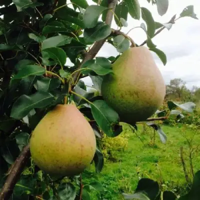 Груша ЛИРА в Жлобине