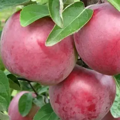 Яблоня АЛЕСЯ в Жлобине