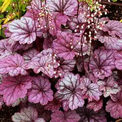 Гейхера ШУГА ФРОСТИНГ в Жлобине