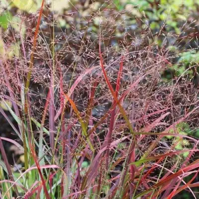 Просо РЕБРАУН прутьевидное в Жлобине