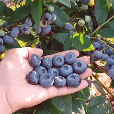 Голубика БОНУС в Жлобине