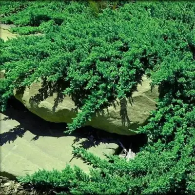 Можжевельник НАНА лежачий в Жлобине