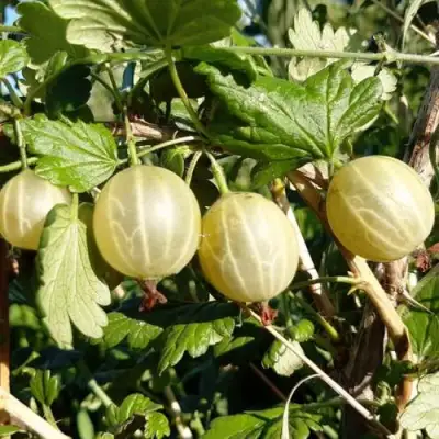 Крыжовник БЕЛОРУCСКИЙ САХАРНЫЙ 2 в Жлобине