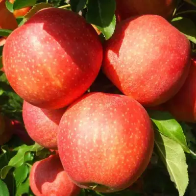 Яблоня ГАЛА ШНИГА в Жлобине