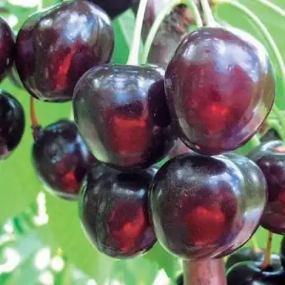 Черешня ЛЮБИМИЦА АСТАХОВА в Жлобине