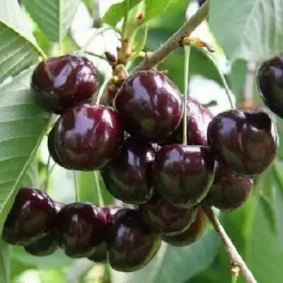 Черешня ЛЕНИНГРАДСКАЯ ЧЁРНАЯ в Жлобине