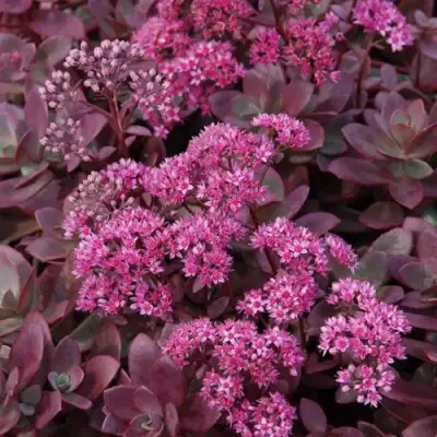 Очиток (седум) САНСПАРКЛЕР ФАЙЕРКРЕКЕР в Жлобине