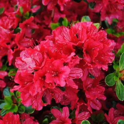 Азалия ХИНО КРИМСОН японская в Жлобине