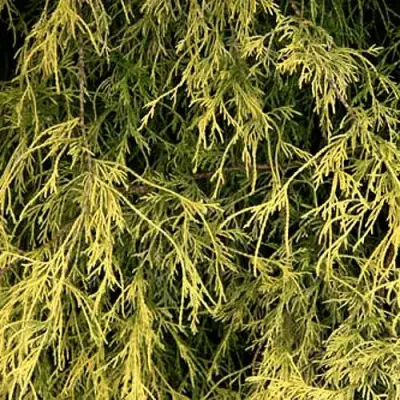 Кипарисовик ФИЛИФЕРА АУРЕА горохоплодный в Жлобине