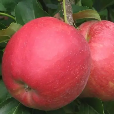 Яблоня РУБИН в Жлобине