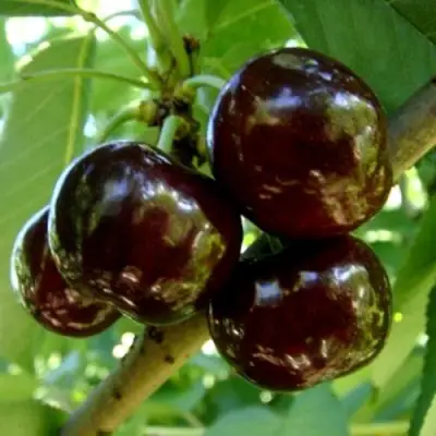 Черешня МУСКАТНАЯ в Жлобине