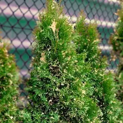 Туя СМАРАГД ВАРИЕГАТА западная в Жлобине