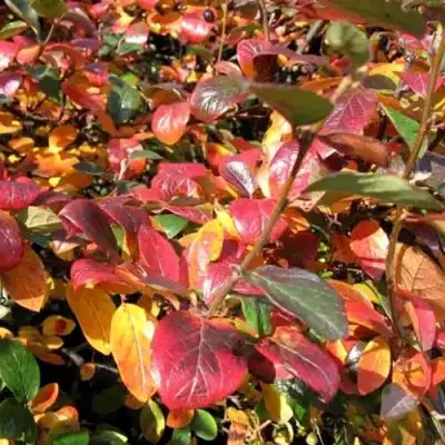 Кизильник блестящий в Жлобине