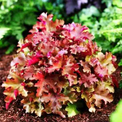 Гейхера МАРМЕЛАД в Жлобине