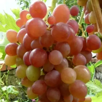 Виноград БЛЕСТЯЩИЙ в Жлобине