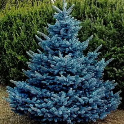 Ель МАДЖЕСТИК БЛЮ колючая в Жлобине